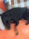 Rottweiler Puppies for sale in Taylor, MI 48180, USA. price: NA