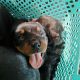 Rottweiler Puppies for sale in Phoenix, AZ 85041, USA. price: $800