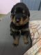 Rottweiler Puppies for sale in Chhatarpur, New Delhi, Delhi, India. price: 7000 INR
