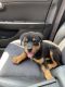 Rottweiler Puppies for sale in Columbia, SC 29206, USA. price: $1,500
