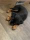 Rottweiler Puppies for sale in Oklahoma City, OK, USA. price: $300