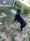 Rottweiler Puppies for sale in Indianapolis, IN, USA. price: $3,999