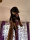 Rottweiler Puppies for sale in Kathitand, Ratu, Ranchi, Jharkhand 835222, India. price: 18000 INR