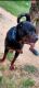 Rottweiler Puppies for sale in Bakewar, Uttar Pradesh 206124, India. price: 16000 INR