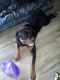 Rottweiler Puppies for sale in Bonita Springs, FL, USA. price: $650