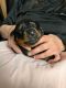 Rottweiler Puppies for sale in Sioux Falls, SD, USA. price: NA
