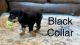 Rottweiler Puppies for sale in Nixa, MO 65714, USA. price: NA