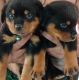 Rottweiler Puppies for sale in Muvattupuzha, Kerala, India. price: 13000 INR