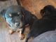 Rottweiler Puppies for sale in Warwick, RI, USA. price: NA