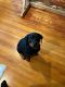 Rottweiler Puppies for sale in Faribault, MN 55021, USA. price: NA