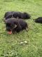 Rottweiler Puppies for sale in Kotdwar, Uttarakhand 246149, India. price: 18000 INR
