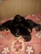 Rottweiler Puppies for sale in Ranchi, Jharkhand, India. price: 17000 INR