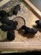 Rottweiler Puppies for sale in Sioux City, IA, USA. price: $800