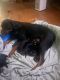 Rottweiler Puppies for sale in Rio Linda, CA, USA. price: $1,800