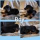 Rottweiler Puppies for sale in Blacksburg, SC 29702, USA. price: NA