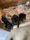 Rottweiler Puppies for sale in Richmond, VA, USA. price: $1,500
