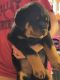 Rottweiler Puppies for sale in Alexandria, OH 43001, USA. price: NA