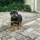 Rottweiler Puppies for sale in Los Angeles, CA, USA. price: $1,200