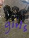 Rottweiler Puppies for sale in Huntington, WV, USA. price: $300