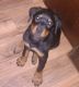 Rottweiler Puppies for sale in Leesport, PA 19533, USA. price: NA