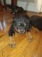Rottweiler Puppies for sale in Gastonia, NC, USA. price: NA