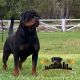 Rottweiler Puppies for sale in Brevard County, FL, USA. price: NA