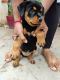 Rottweiler Puppies for sale in Bhilai, Chhattisgarh, India. price: 17000 INR