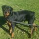 Rottweiler Puppies for sale in Victorville, CA, USA. price: $1,200