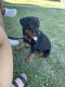 Rottweiler Puppies for sale in Faribault, MN 55021, USA. price: $1,300
