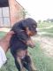 Rottweiler Puppies for sale in 277001, Ballia - Sikanderpur Rd, Jira Basti, Uttar Pradesh 277121, India. price: 15000 INR