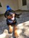 Rottweiler Puppies for sale in Clovis, CA 93611, USA. price: $700