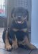 Rottweiler Puppies for sale in Auburn, NY 13021, USA. price: $1,000