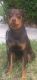 Rottweiler Puppies for sale in 2331 NW 191st St, Miami Gardens, FL 33056, USA. price: NA