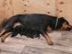 Rottweiler Puppies for sale in 5220 Biddison Ln, Baltimore, MD 21206, USA. price: $2,200
