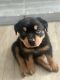 Rottweiler Puppies for sale in Chatsworth, Los Angeles, CA, USA. price: NA