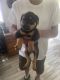 Rottweiler Puppies for sale in Mt Vernon, IN 47620, USA. price: NA