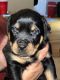 Rottweiler Puppies for sale in Charlotte, NC, USA. price: $1,500