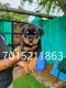 Rottweiler Puppies for sale in Ahmedabad, Gujarat, India. price: 12000 INR