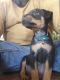 Rottweiler Puppies for sale in Columbia, SC, USA. price: NA