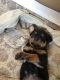 Rottweiler Puppies for sale in Virginia Beach, VA 23455, USA. price: $900
