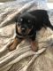 Rottweiler Puppies for sale in Virginia Beach, VA 23455, USA. price: $700