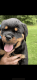 Rottweiler Puppies for sale in Greer, SC, USA. price: $2,000