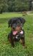 Rottweiler Puppies for sale in Lexington, NC 27295, USA. price: NA