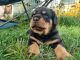 Rottweiler Puppies for sale in North Platte, NE 69101, USA. price: $1,500