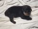 Rottweiler Puppies for sale in Evansville, IN, USA. price: NA