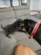 Rottweiler Puppies for sale in Kennesaw, GA, USA. price: $2,500