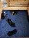 Rottweiler Puppies for sale in Edgewood, NM 87015, USA. price: NA