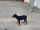 Rottweiler Puppies for sale in Shelby, OH 44875, USA. price: $800