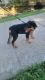Rottweiler Puppies for sale in 240 Coopers Wy, Centerton, AR 72719, USA. price: NA