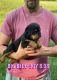 Rottweiler Puppies for sale in Mansfield, MO 65704, USA. price: NA